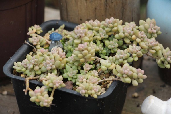 适合栽在庭院的多肉,庭院地栽多肉设计