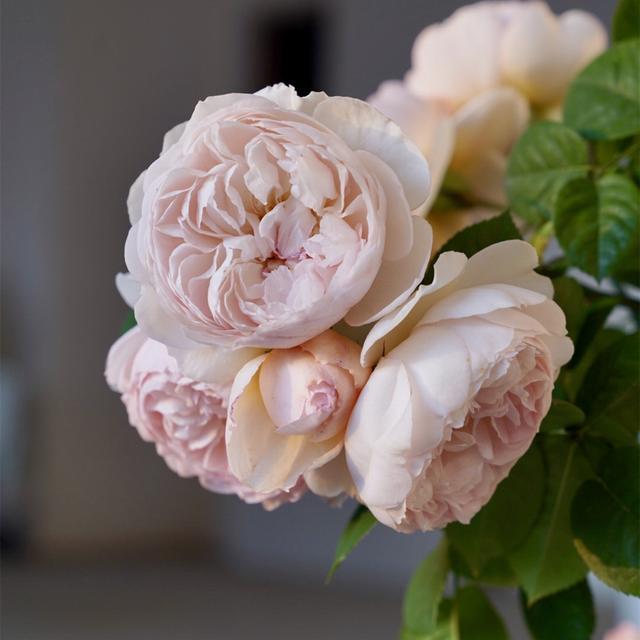 适合阳台种的浓香藤本月季,阳台藤本月季哪个品种好