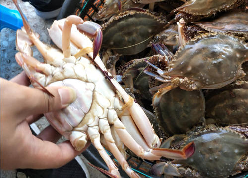 大螃蟹挑选小窍门怎么挑螃蟹,螃蟹挑选小窍门怎么挑螃蟹