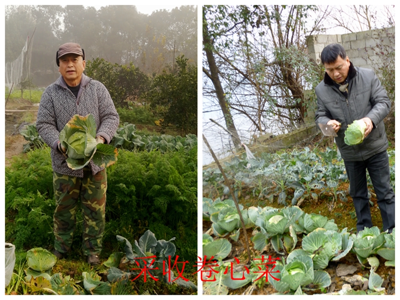 甘蓝菜档案介绍,卷心菜的储存方法