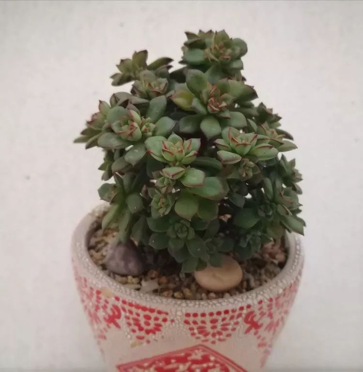 一花一叶一世界多肉,一花一世界多肉之美