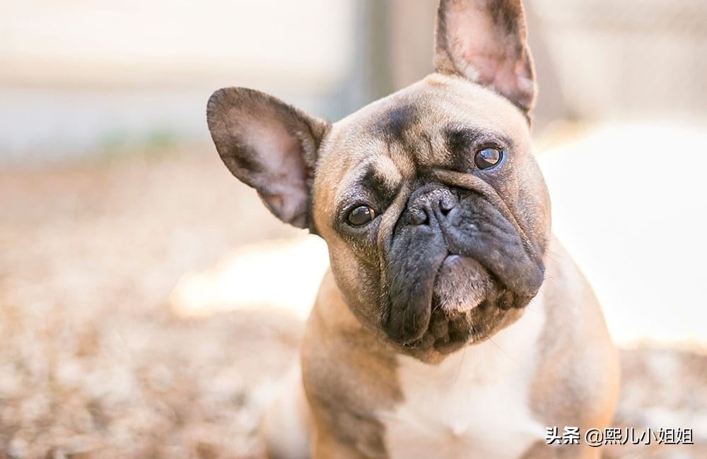 十大名贵犬种及价格,名贵小型犬种大全视频