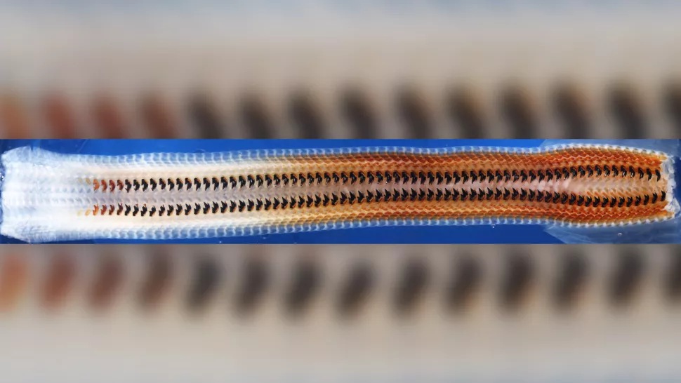 罕见的金属动物,被人类发现的奇怪动物