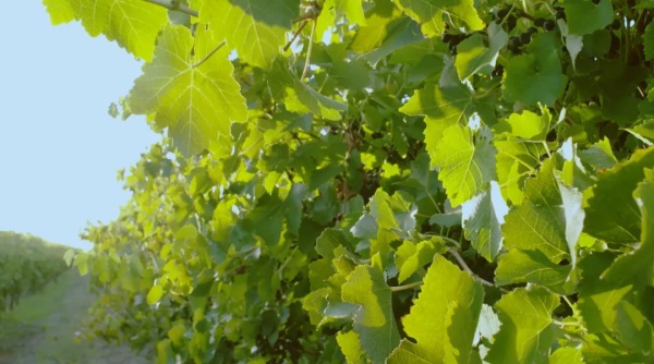 澳洲红酒黛伦堡,澳洲格兰堡红酒