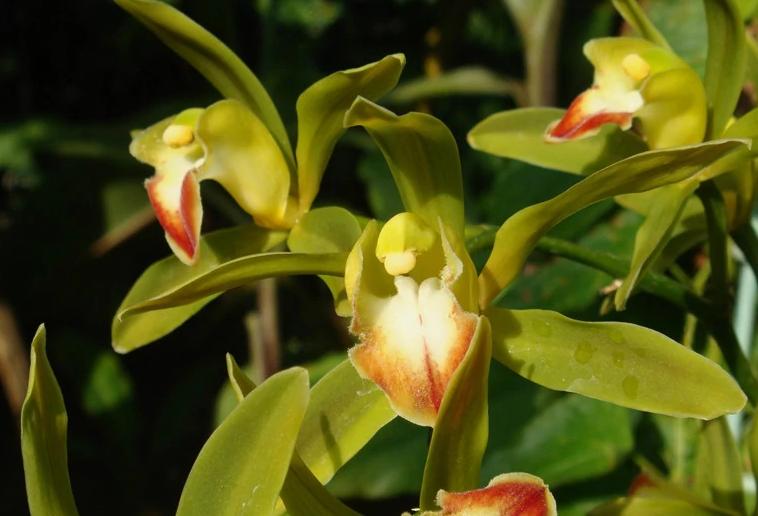 最好的兰花品种图片及名称大全,各种兰花品种详细介绍大全