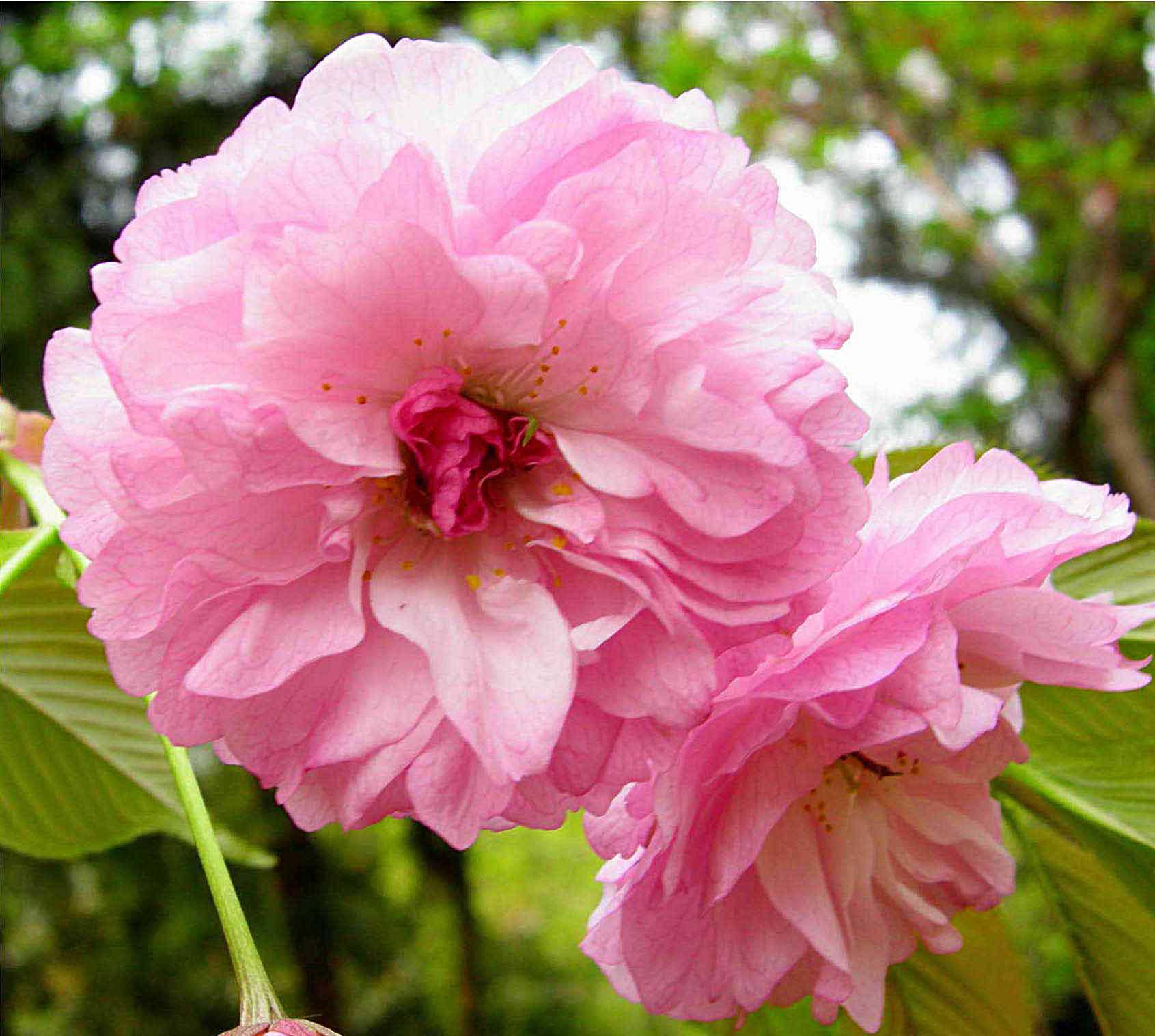 一年一度的樱花大赏,一年一度赏樱花季节又到了
