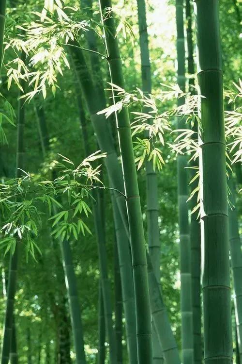 徐映珉||疏影映窗情思涌——品读刘光斌老师散文《好大一棵树》