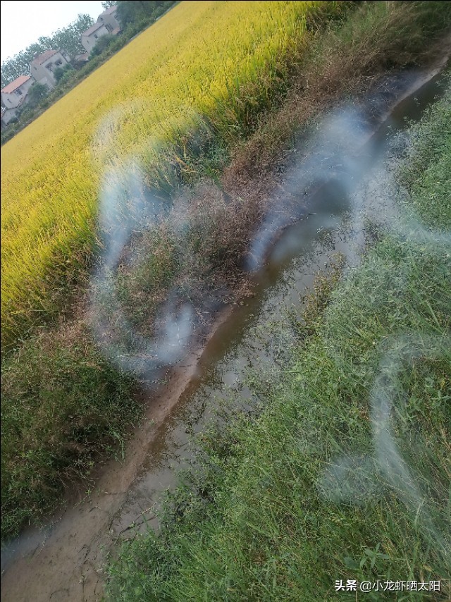 养殖鳝鱼如何调节水质,鳝鱼适合什么条件养殖