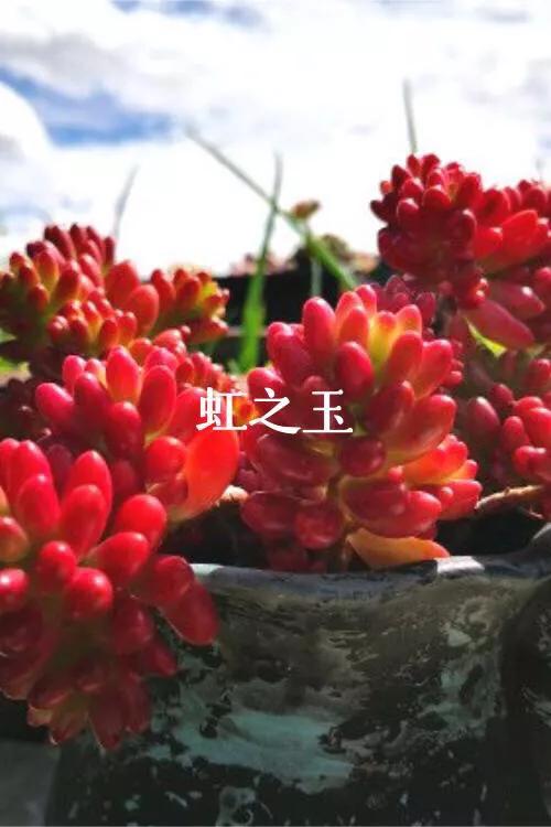 好看好养的多肉类植物,多肉类植物好看