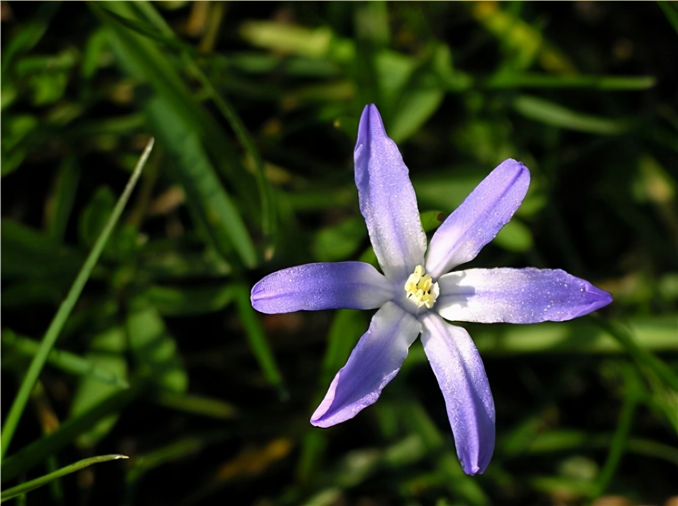 十种蓝色花,常见的六种蓝色花