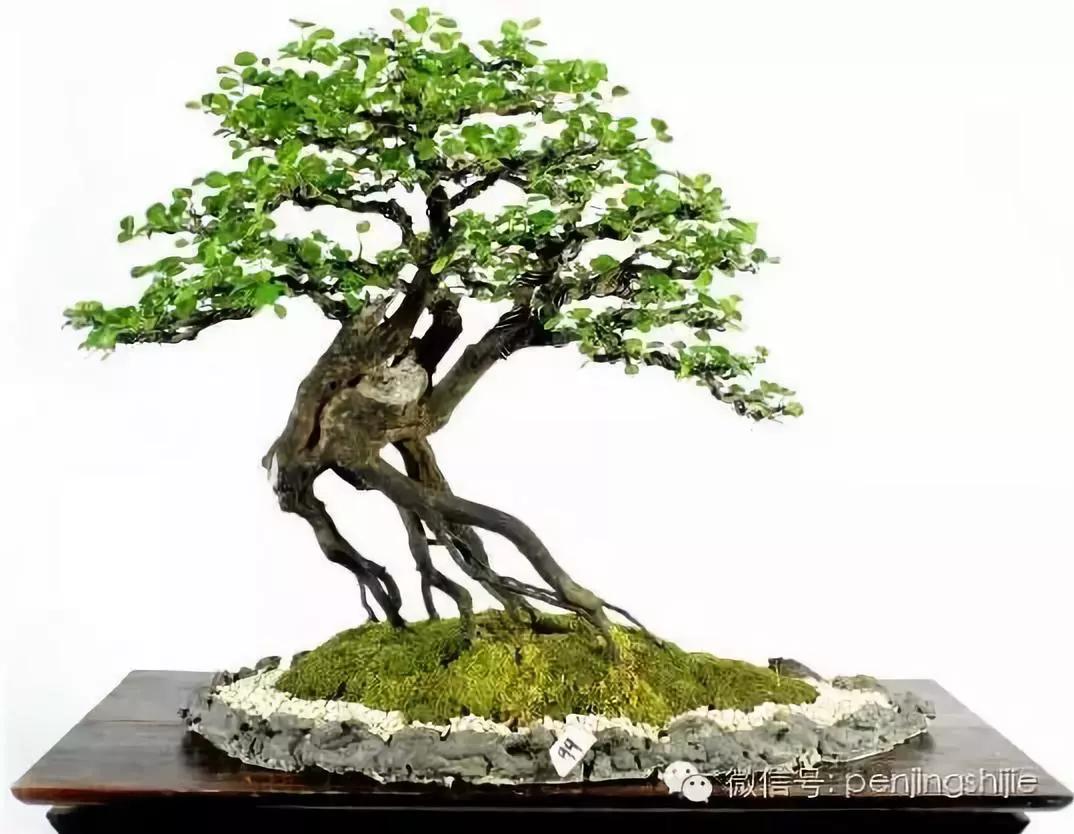 大师级老桩盆景欣赏,精美绝伦的老桩盆景