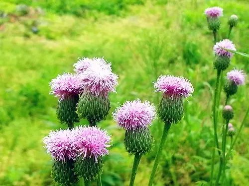 那些常见却叫不上名字的野花野草,常见的野花野草却是农家之宝