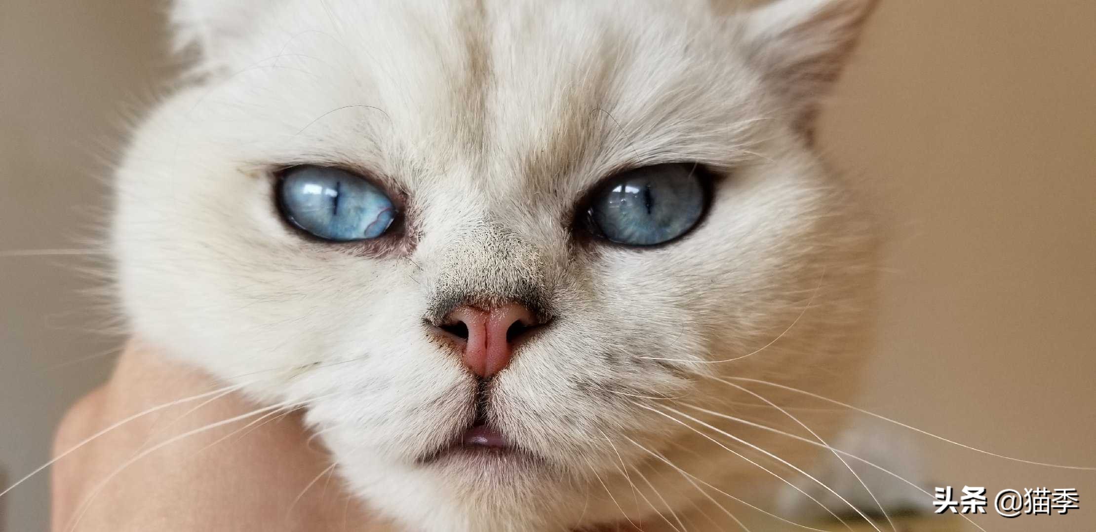 新手养猫须知预防治疗,养猫必知的100条知识