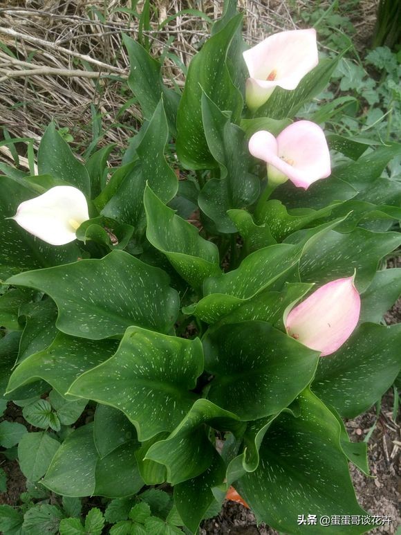 盆栽马蹄莲的养护注意事项,盆栽马蹄莲的养法图解