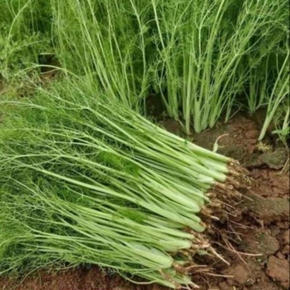 茴香植物闻起来没有味道,茴香植物简介