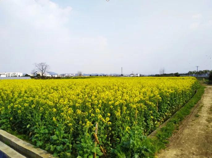 黄山踏青油菜花图片,黄山油菜花景观进入最佳观赏期