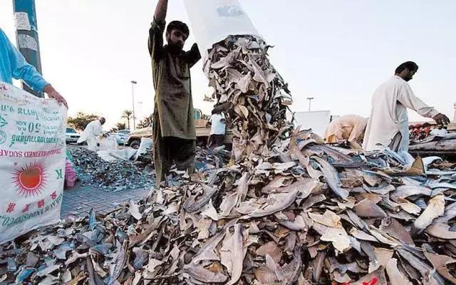 什么情况？“迪拜土豪”新宠来自水城，1000吨！够吗？