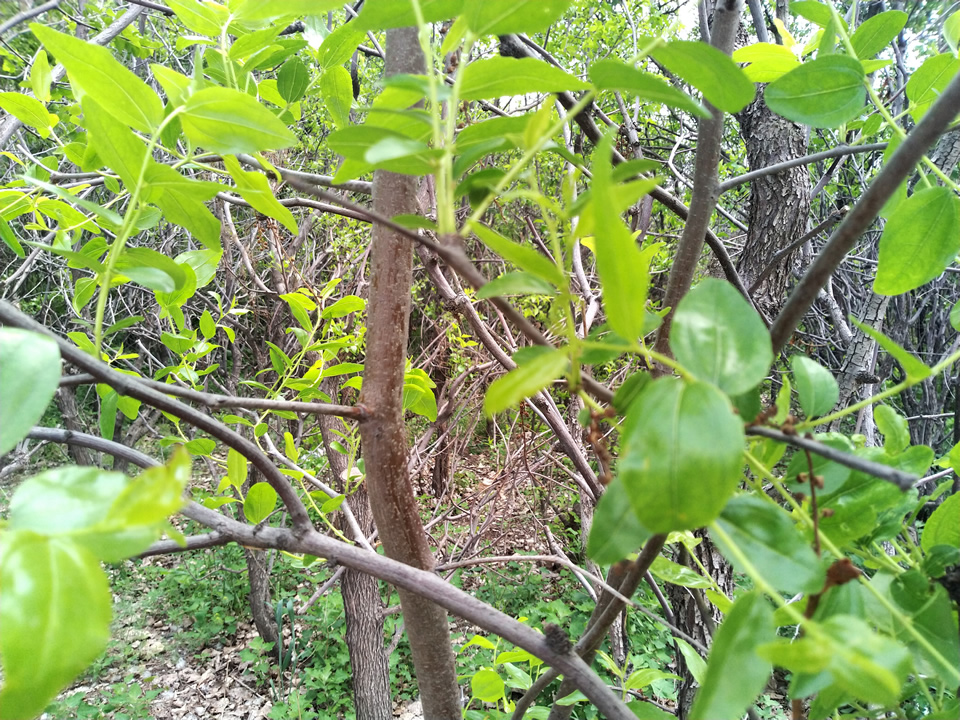 家枣树能和野枣树嫁接吗,大枣树怎样嫁接新品种枣树