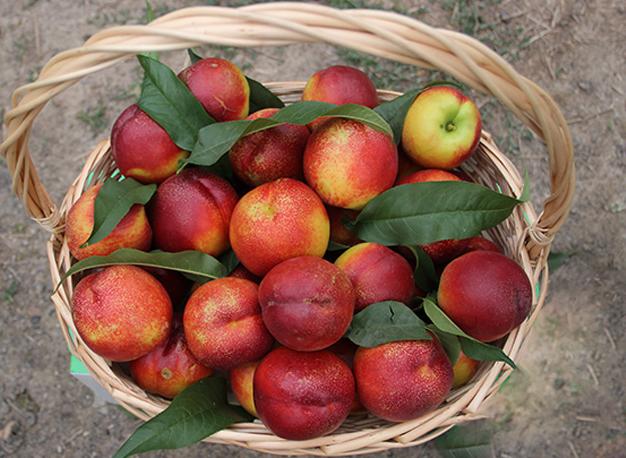 夏天吃什么水果解暑又解馋,炎热夏天吃哪些水果好吃