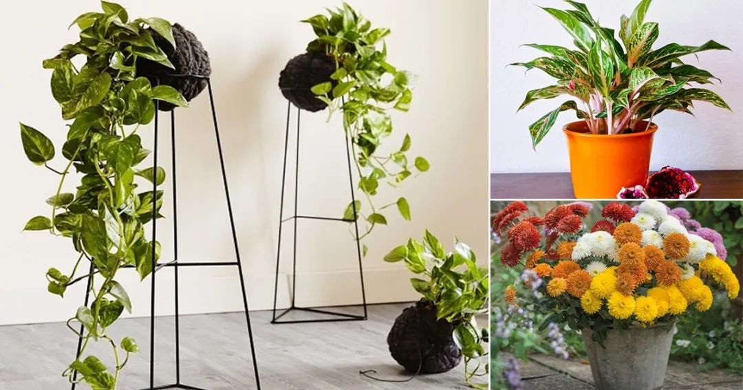 什么植物防辐射吸甲醛,防辐射吸甲醛最好植物