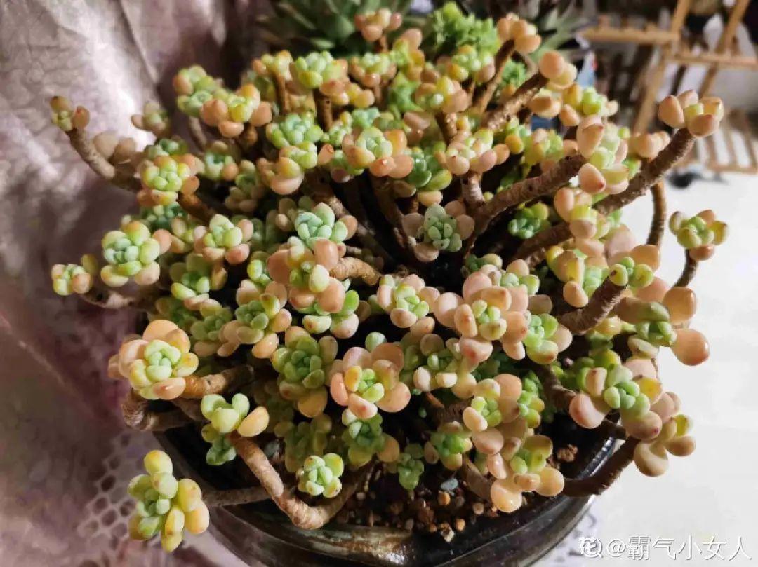 耐寒又好养的香水花,家里可以养法国香水花