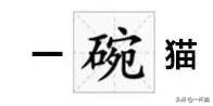 一根猫、一滩猫、一架猫，喵星人逆天姿势大全