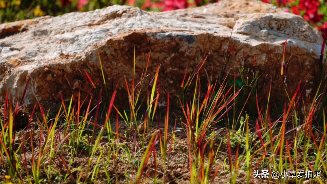 威海羊亭公园有什么好玩的,威海羊亭湿地公园四季美景