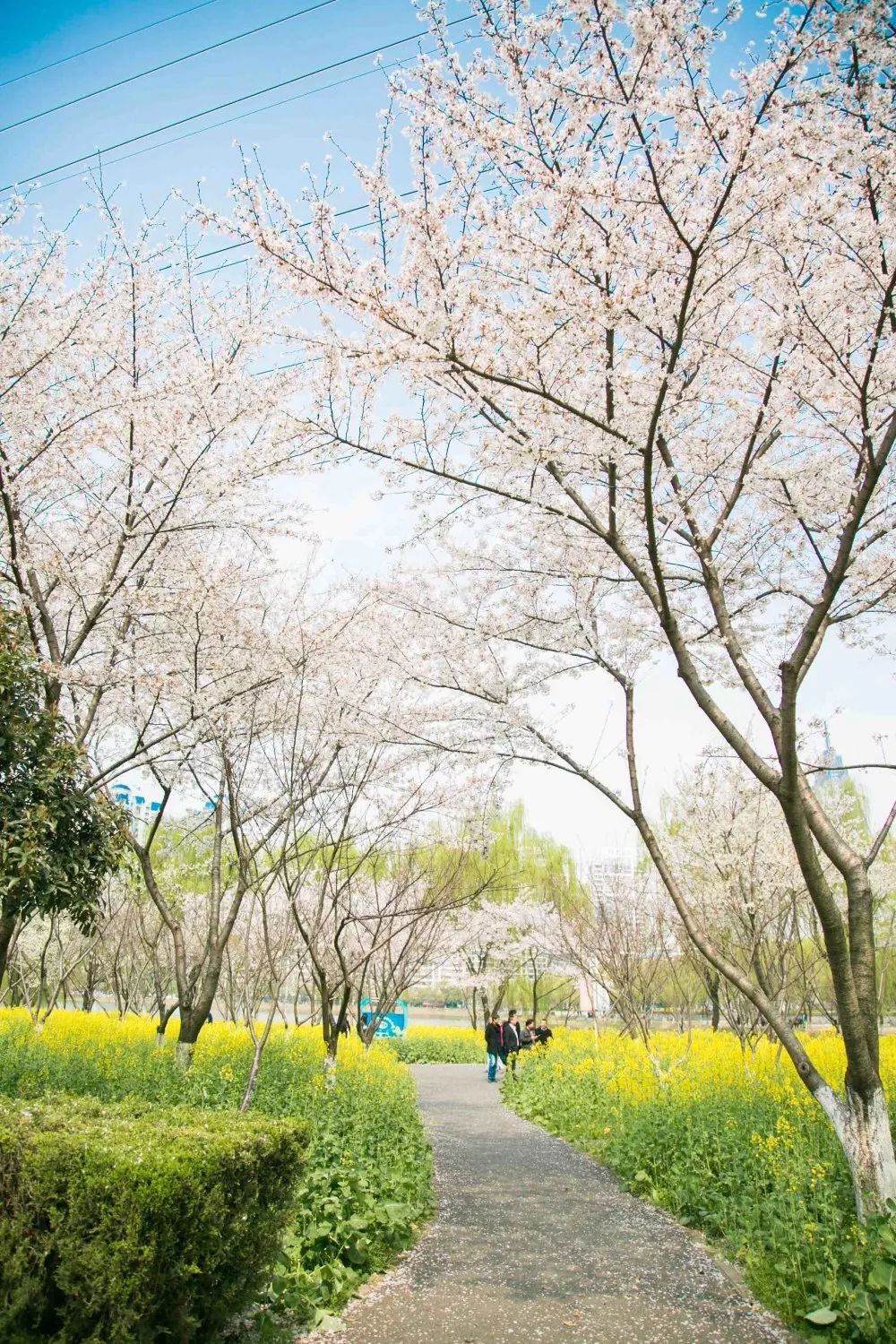 武汉必打卡排行榜,武汉十大打卡地