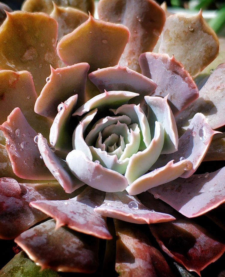 记录多肉长大的全过程,记录所有多肉成长过程