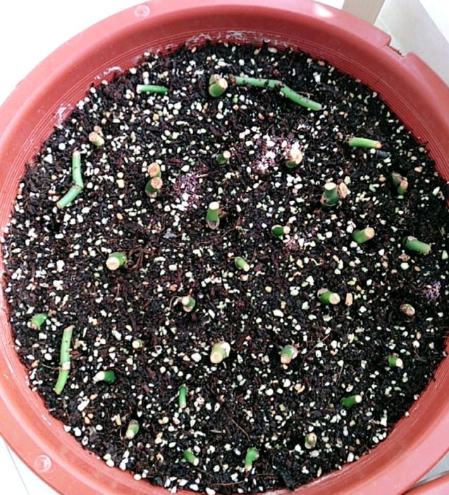 倒垃圾时捡一盆绿萝,被丢弃的一盆绿萝