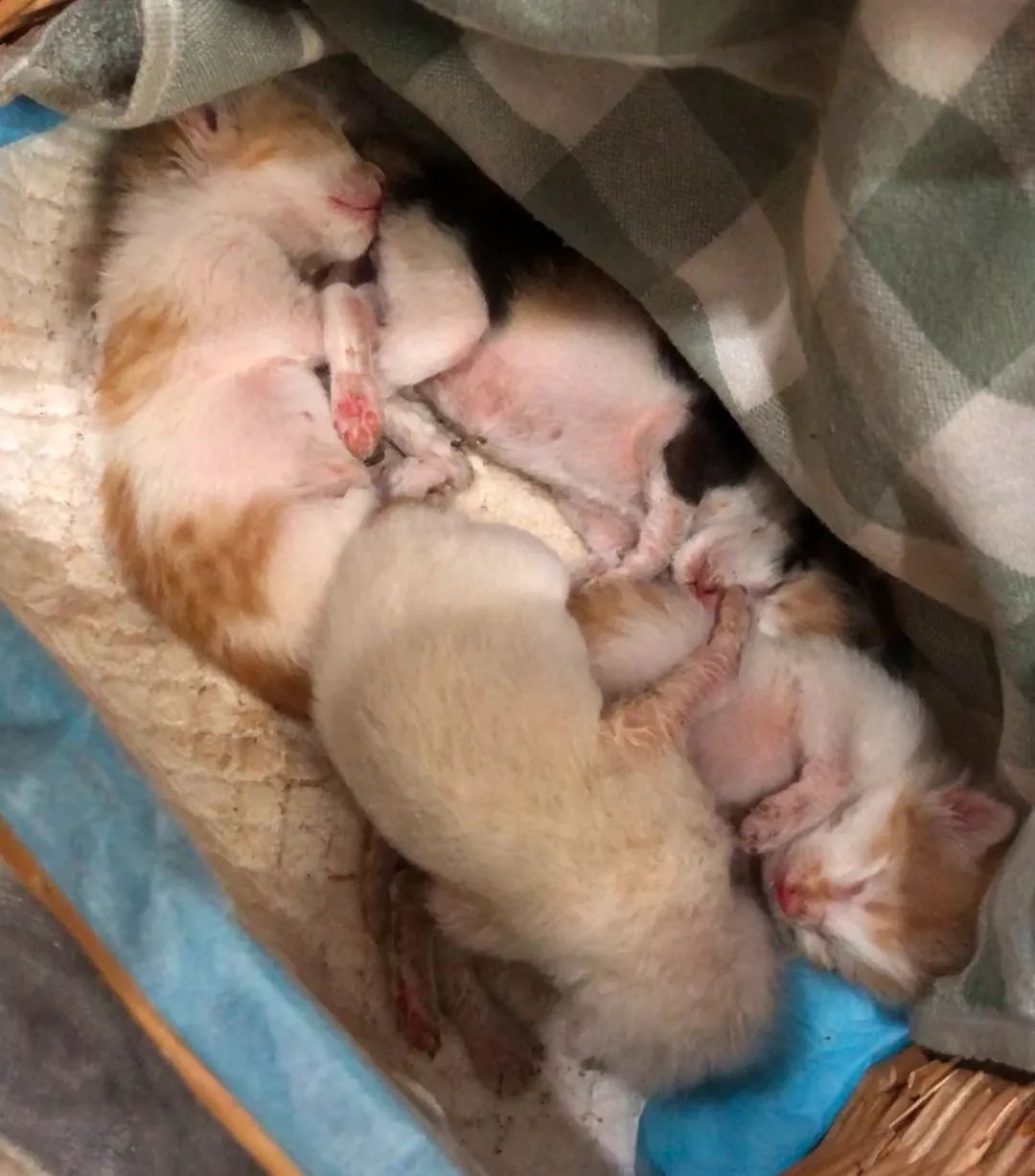 绝育针对狗有危害吗,绝育对猫猫残忍吗