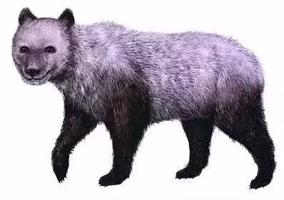 为什么大熊猫从肉开始吃竹子,大熊猫不是吃肉吗为什么吃竹子