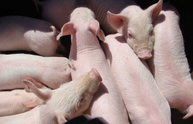 12生肖的家畜有哪些,十二生肖家畜哪个最凶