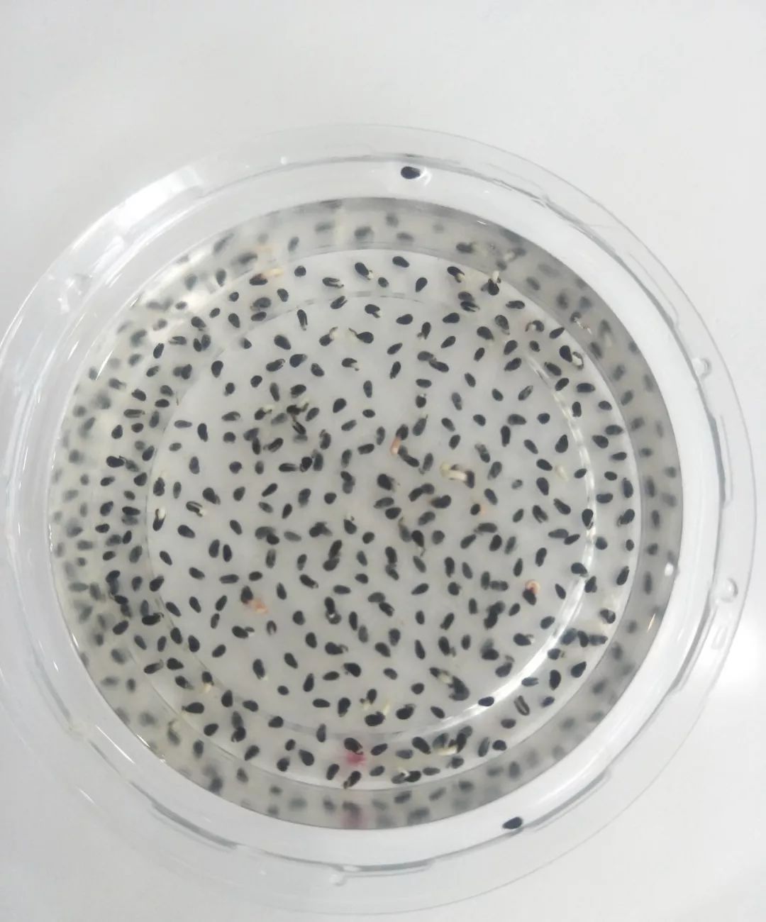 玉米棒子插水里，7天冒出小森林