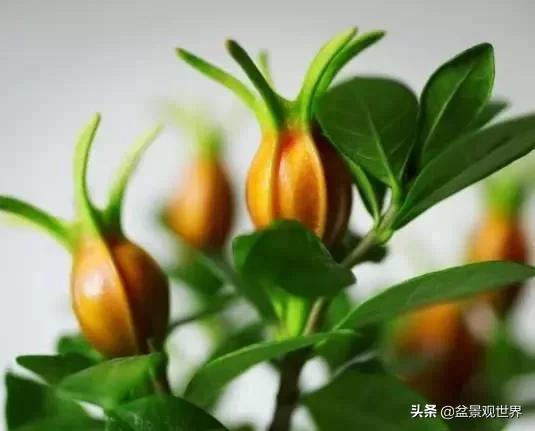 栀子花盆景叶子变黄,栀子花盆景黑叶怎么补救