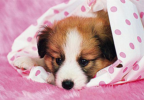 狗狗夏天饲养方法大全,狗狗宠物养殖注意事项大全