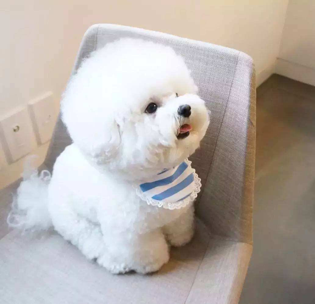 什么狗适合懒人又有安全感新手养,最好养的五种小型宠物狗