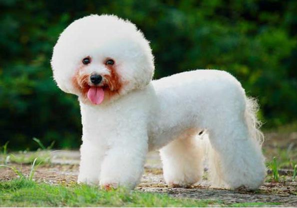 比熊犬泪痕怎么处理,比熊犬泪痕用什么擦