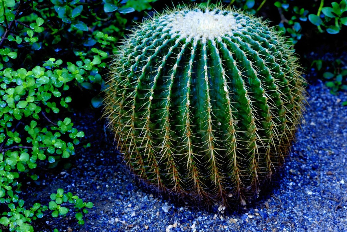 狼牙棒花可以栽家里吗,狼牙棒适合种什么花
