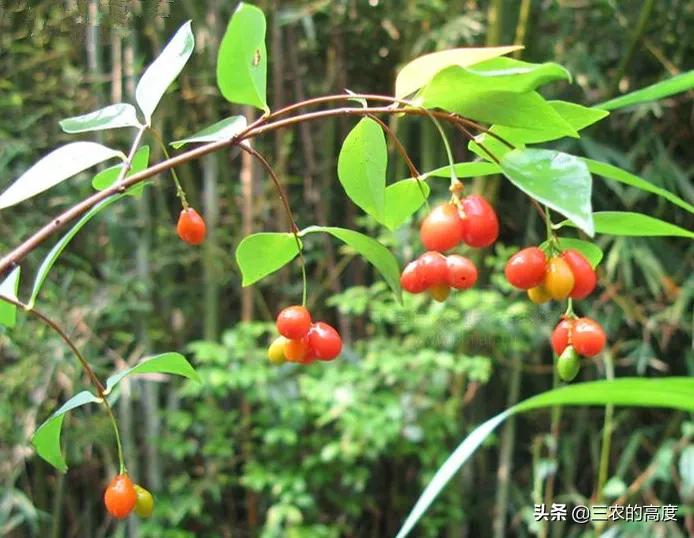 美丽有毒的植物认识11种毒花毒果,五大常见有毒植物你家里有吗