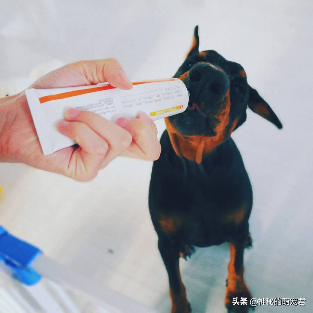 reddog猫咪化毛膏,reddog红狗化毛膏