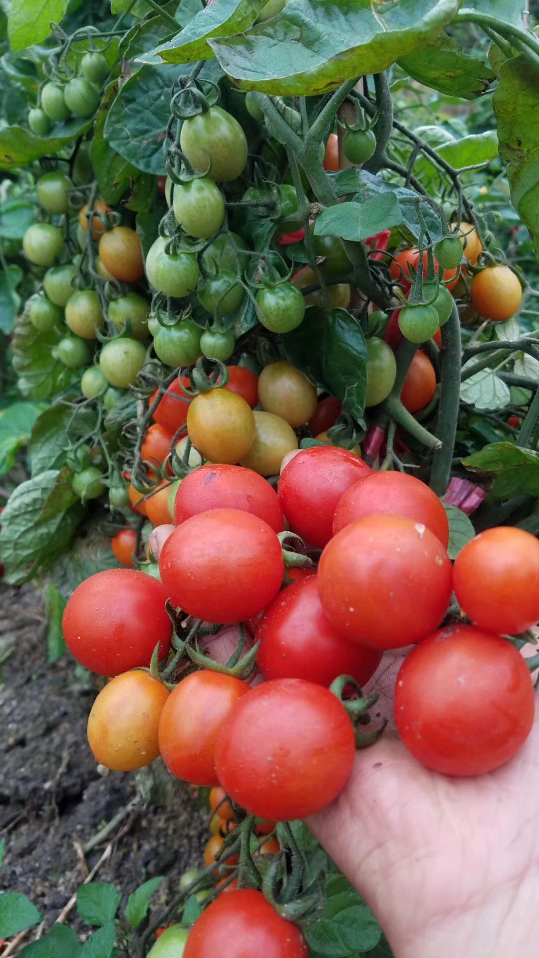 一个珠三角生态体验农庄的自救：捧着生态果蔬卖了个特价