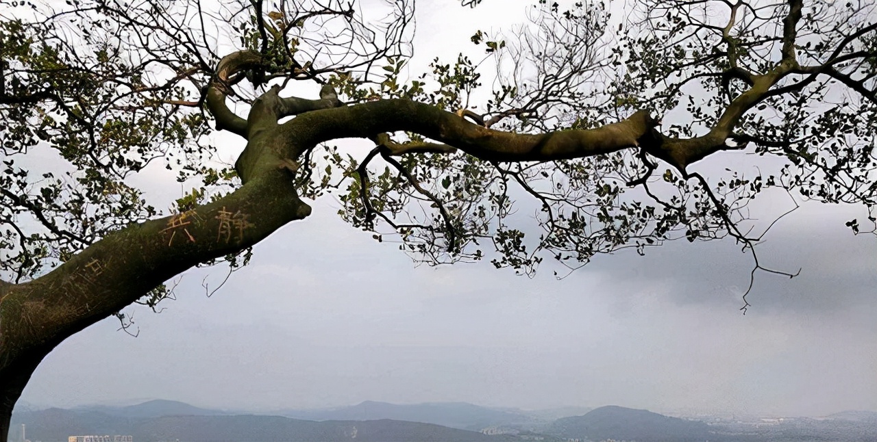 内部审计应该分析哪些财务数据,审计基础与实务银行存款审计