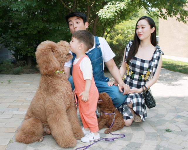 为什么现在少人养巨型贵宾犬,为什么现在很少人养巨型贵宾犬