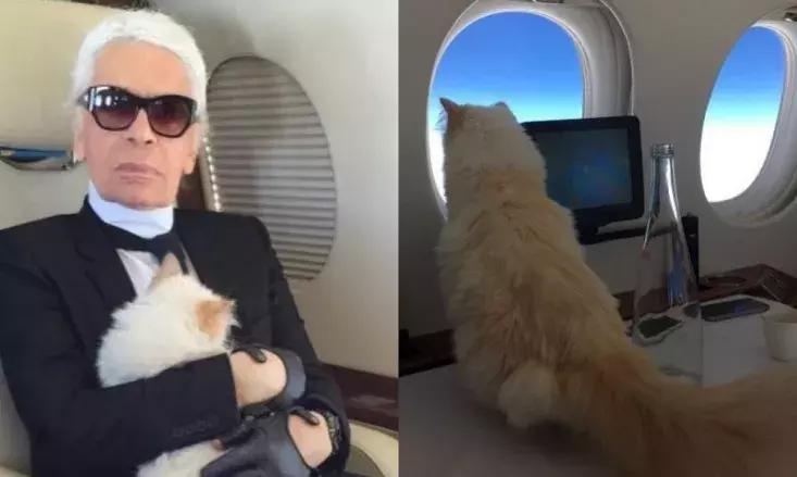 老佛爷的遗产真的由猫继承,老佛爷的所有家产最后留给了猫