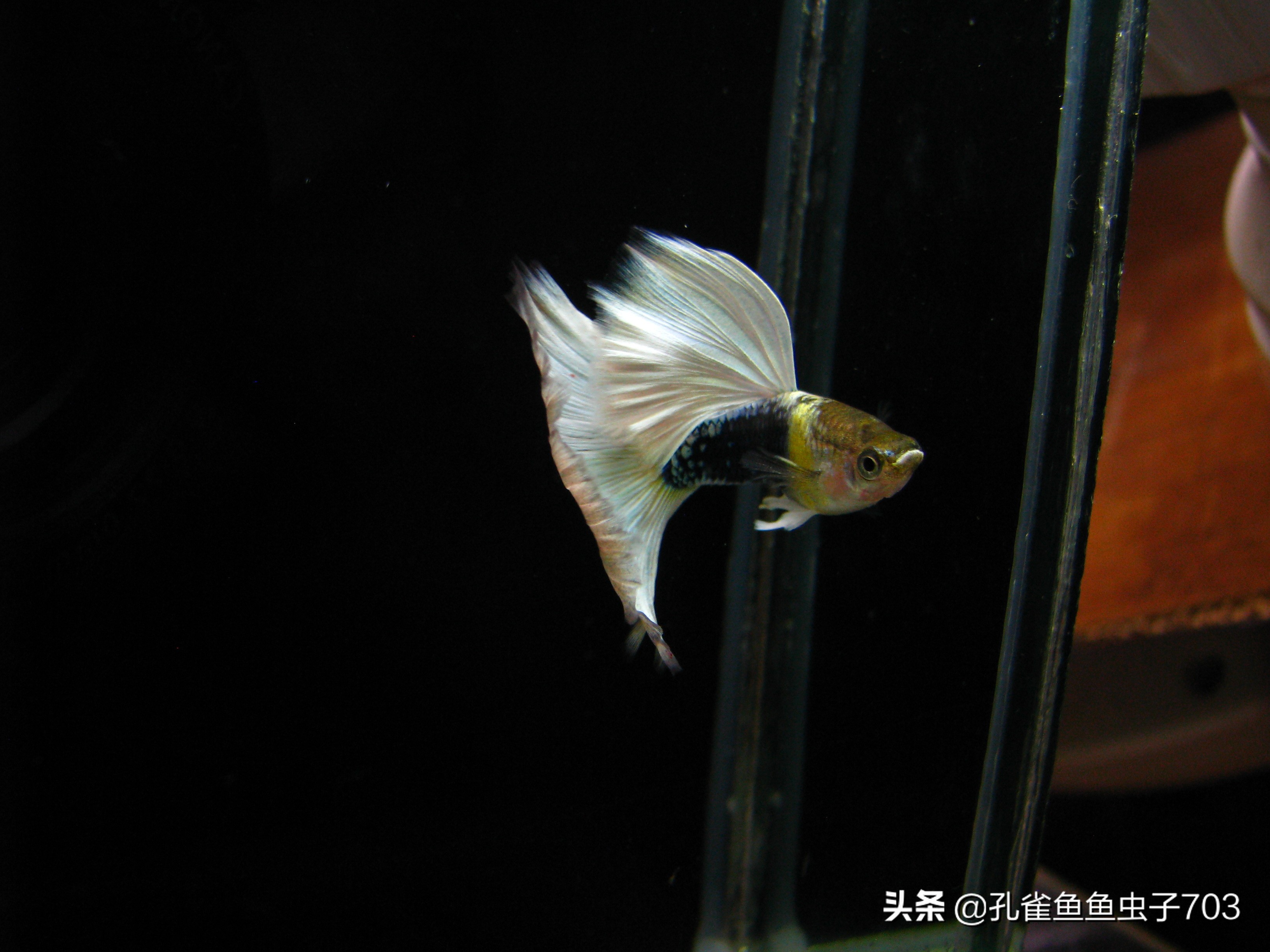 孔雀鱼要怎么买,买孔雀鱼注意哪些事项呢