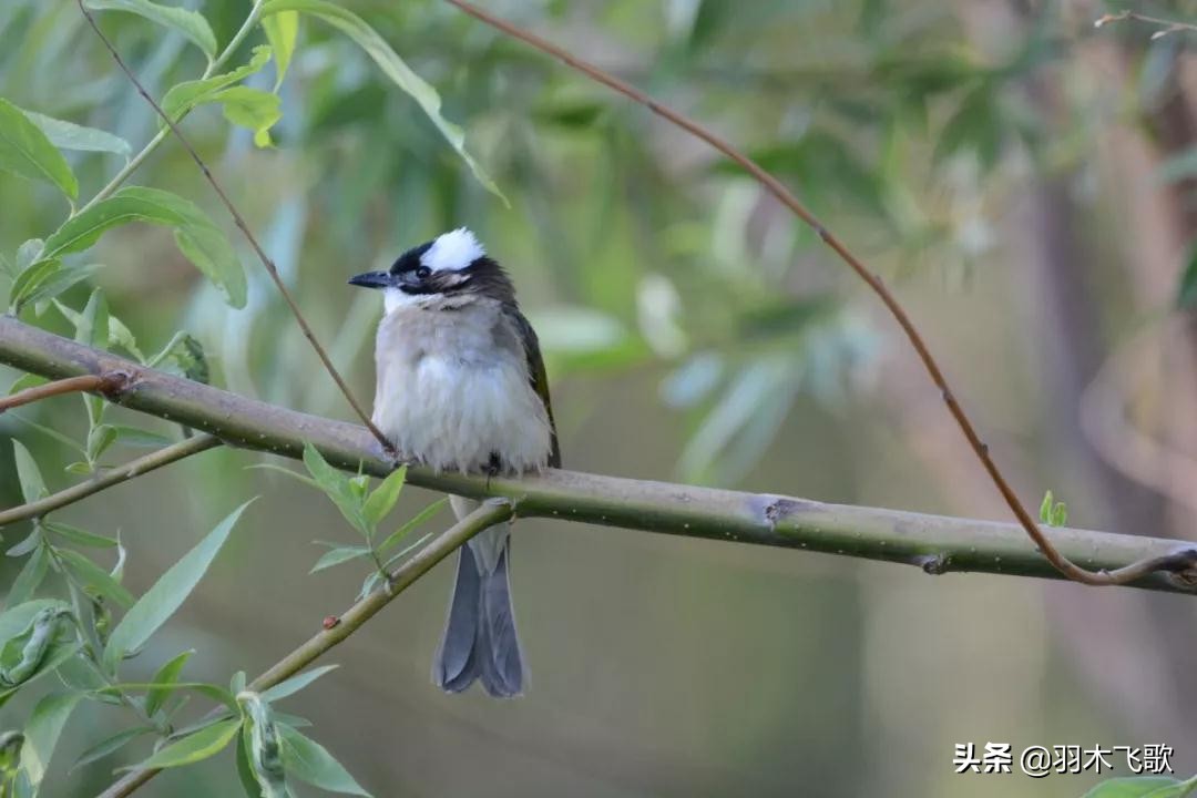 观鸟入门,观鸟小贴士