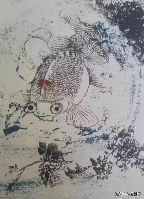 金鱼大体型的品种,金鱼品种介绍之龙睛高头