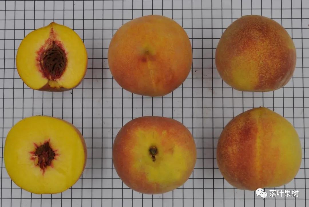 种植效益最好的黄桃品种,鲜食黄桃品种介绍