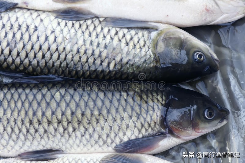 钓草鱼有什么特效饵料好用,钓草鱼的最佳草饵